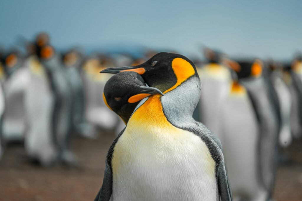 Two penguins are cuddling among their flock.